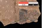 Foto (Detailansicht) von Betula dryadum Brongniart (NHMW-GEO-2024-0188-0728)